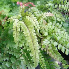 Adiantum hispidulum - Rough Maidenhair Fern - 20+ Spore Pack
